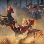Khái quát về đá gà ăn tiền EE88