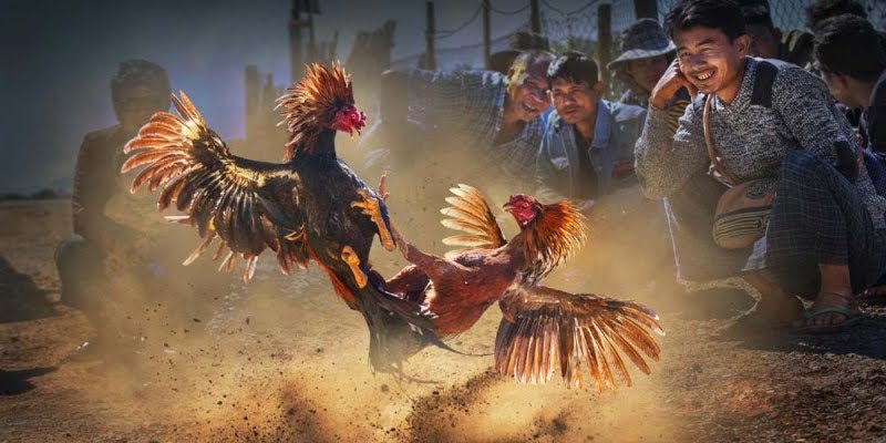 Khái quát về đá gà ăn tiền EE88