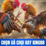 Gà Chọi Hay King88 – Hướng Dẫn Chi Tiết Từ Các Chuyên Gia