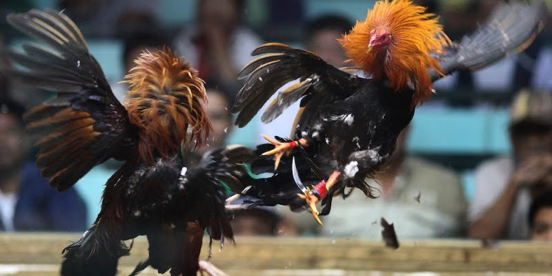 Hướng dẫn cách tham gia cược đá gà ăn tiền EE88